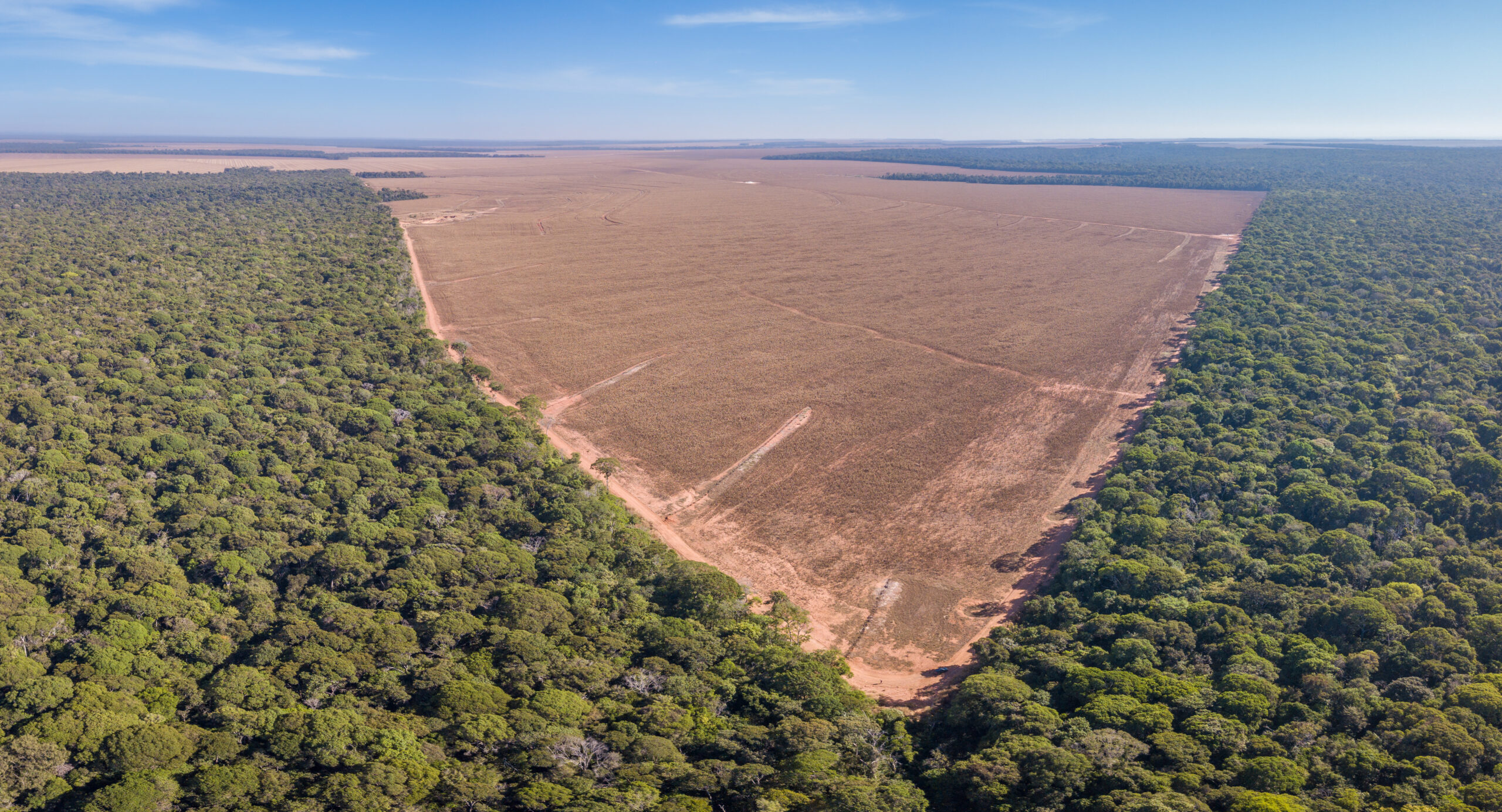 Address deforestation and biodiversity loss issues